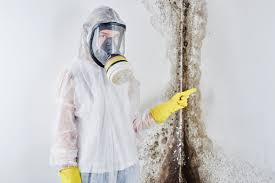 Why You Should Choose Our Mold Remediation Services in San Jacinto, CA